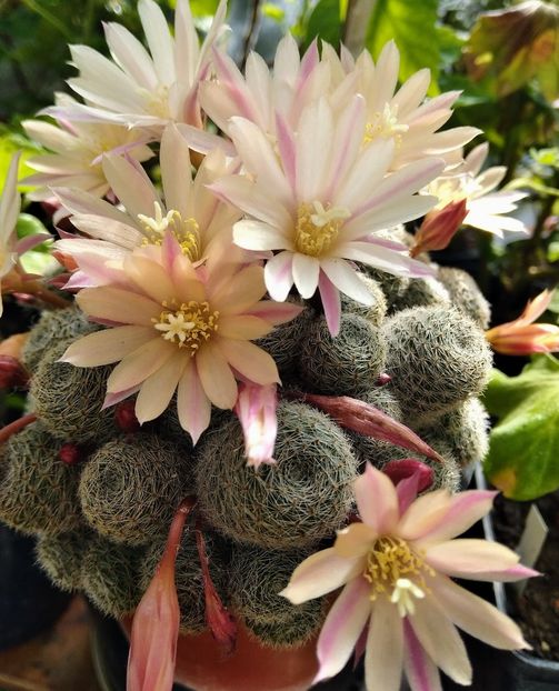  - Cactusi și suculente