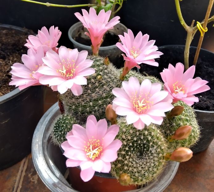  - Cactusi și suculente