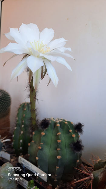 11.05.2021 - Echinopsis subdenudata