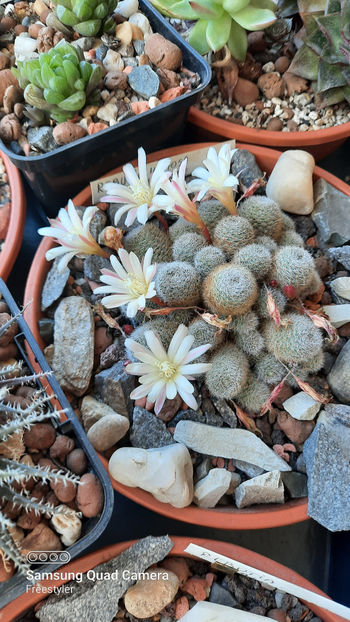  - Rebutia heliosa cv sunrise
