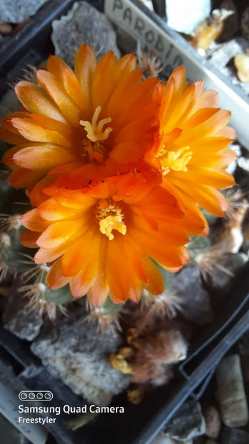  - Parodia mairanana