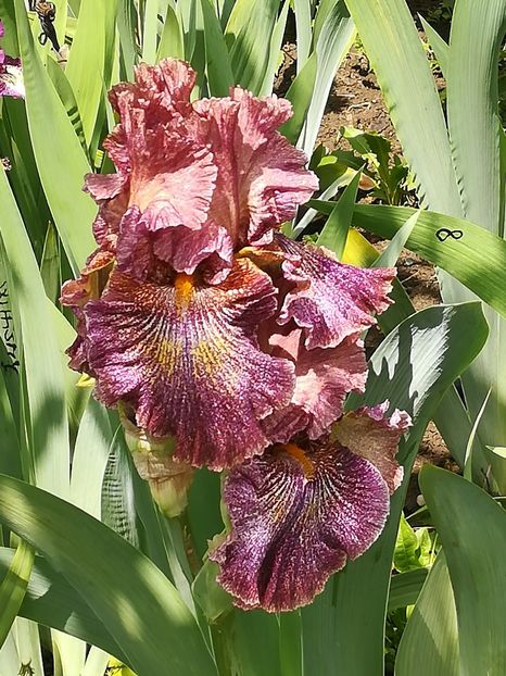 Danger money - Iriși 2021