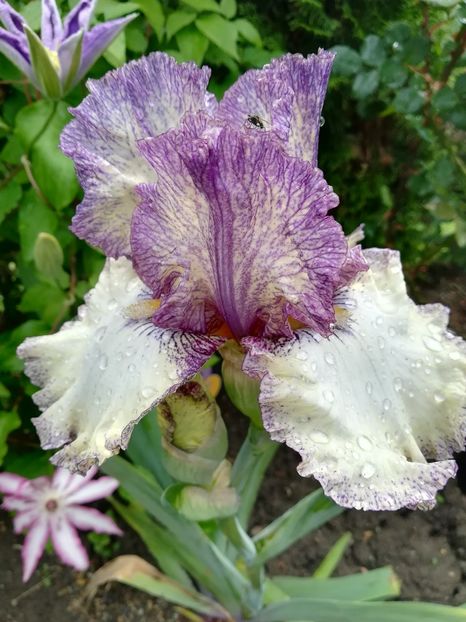 Progresive atitude - Iriși 2021