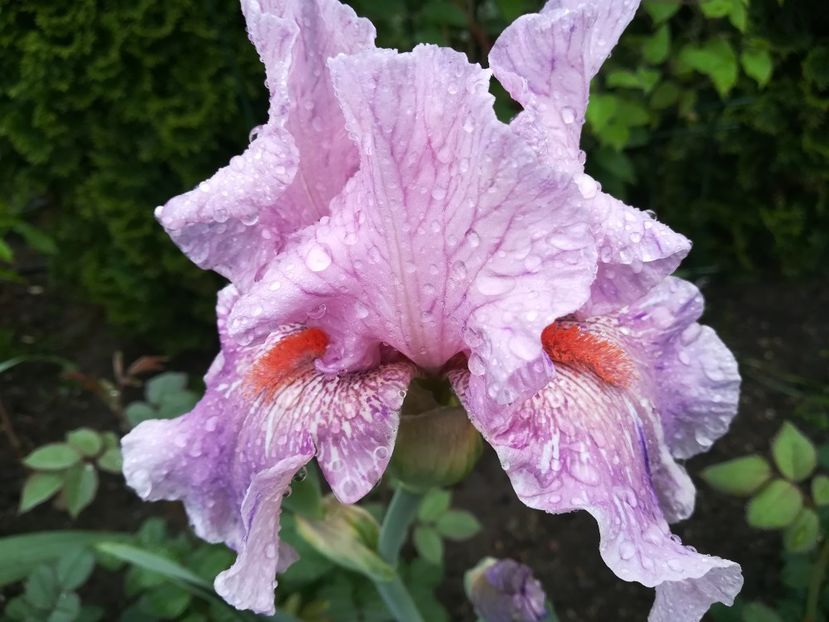 King tush - Iriși 2021