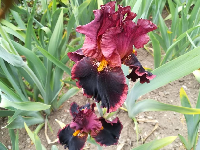 Strazopretti - Iriși 2021