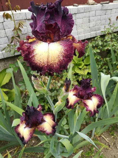 Ostentations - Iriși 2021