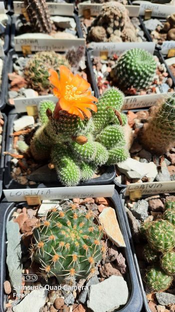 10.05.2021 - Rebutia muscula