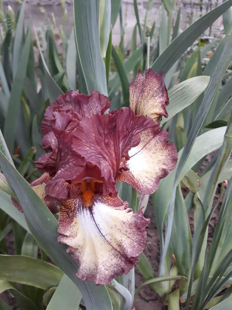 Burgundy Brown - Irisi 2021