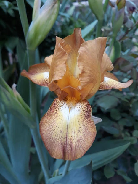 Crimson Tiger - Irisi 2021