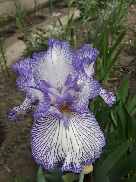 Autumn Circus - irisi rezervati