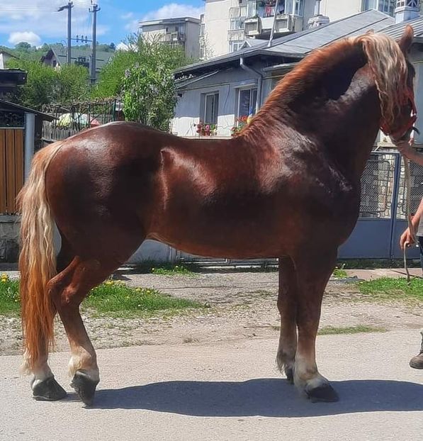  - Cai animale nobile