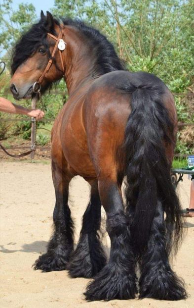  - Cai animale nobile