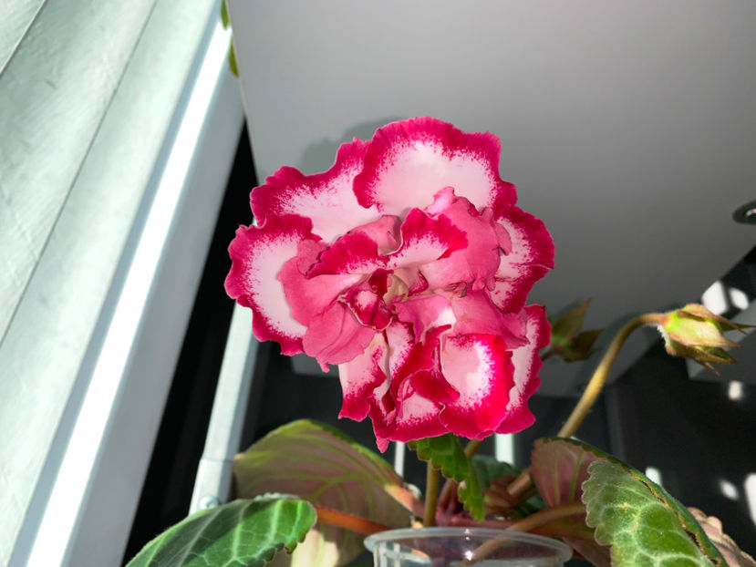 Poppy - Plante de interior 2021