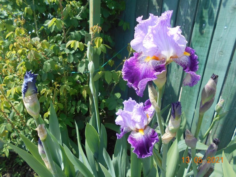 Arabela - 02 Irisi 2021