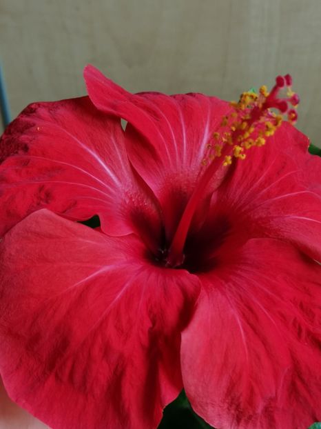 Camdenii - Hibiscus 2015-2024