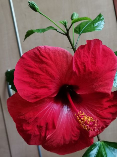  - Hibiscus 2015-2024