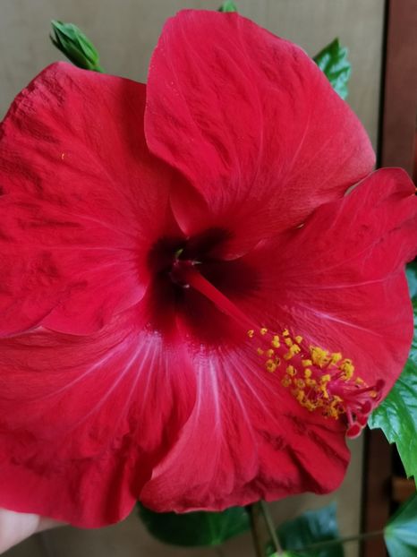  - Hibiscus 2015-2024