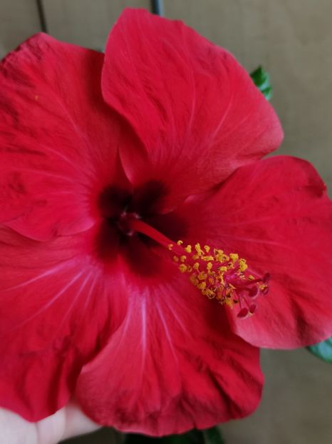  - Hibiscus 2015-2024