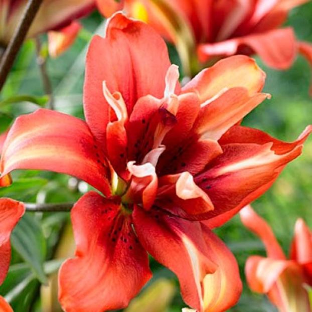 crin-asiatic-cocktail-twins - CRIN COCKTAIL TWINSS