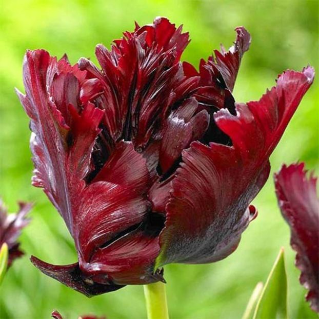 tulipa-parrot-black-parrot_1 - LALELE BLACK PARROT