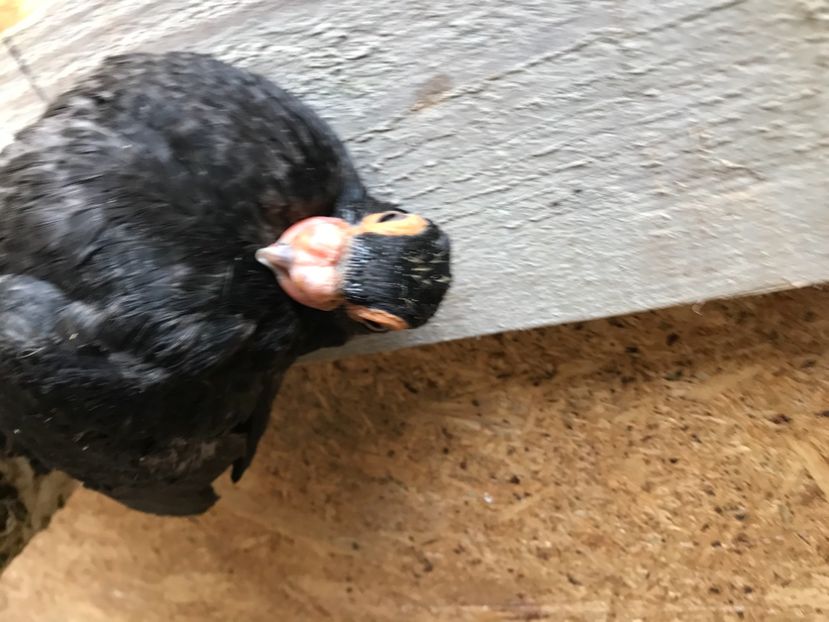 BEFFE659-E119-40D4-8841-9D32EE5C4161 - Tineret 2021