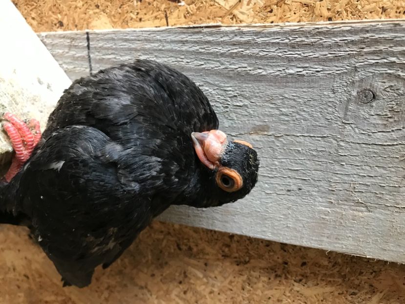 E8BFE235-4DEA-4C11-A53A-D348BF62C898 - Tineret 2021