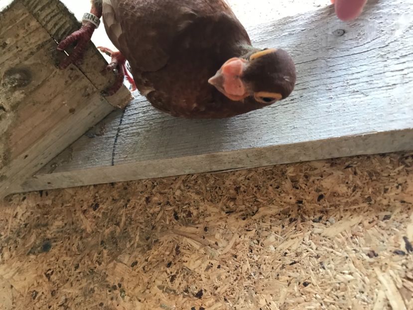 193B4E45-B619-4EBF-BC7A-CF5136E0B389 - Tineret 2021