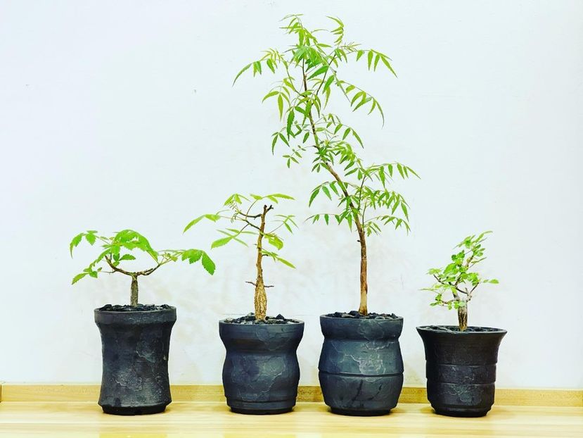 Bursera copallifera,  bicolor, multijuga, filicifolia - Whish list pentru viata urmatoare2