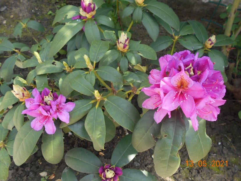  - 02 Azalee-rhododendroni-heleborusi-hortensii-hoste 2021