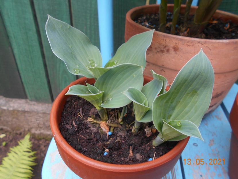  - 02 Azalee-rhododendroni-heleborusi-hortensii-hoste 2021