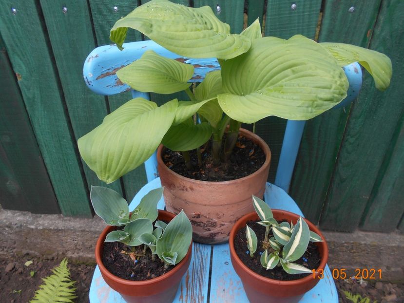  - 02 Azalee-rhododendroni-heleborusi-hortensii-hoste 2021