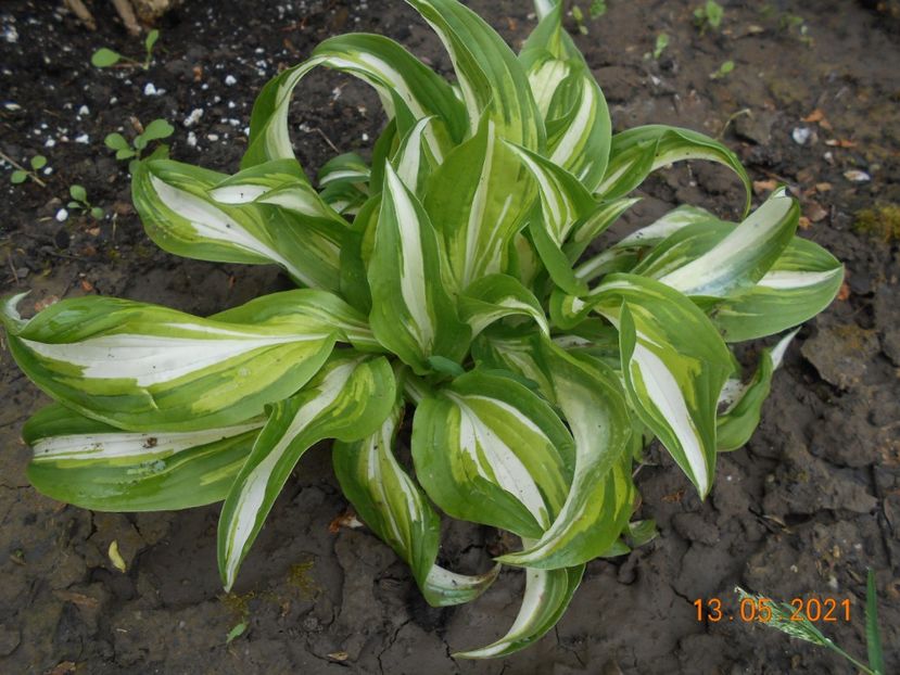  - 02 Azalee-rhododendroni-heleborusi-hortensii-hoste 2021