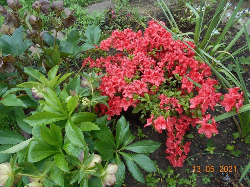  - 02 Azalee-rhododendroni-heleborusi-hortensii-hoste 2021