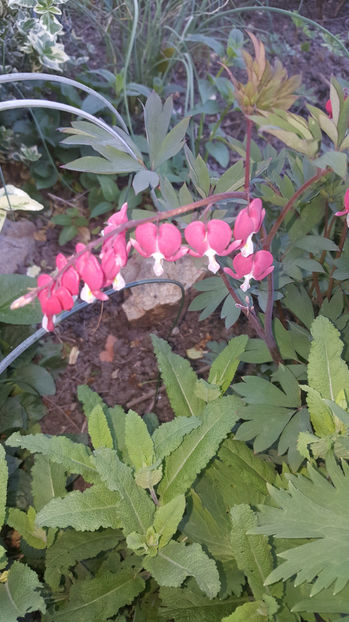 lamprocapnos spectabilis "valentine" - Gradina si terasa PrimaLuce_8-Hello 2021