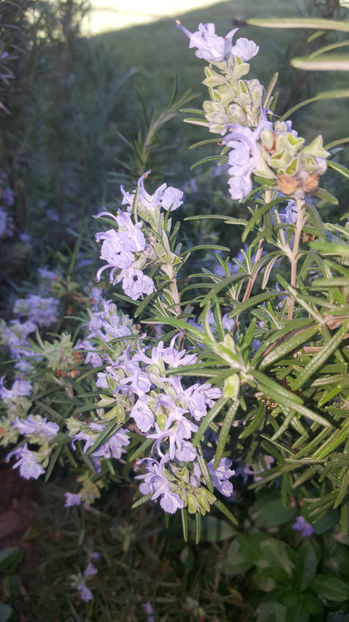rosmarinus officinalis - Gradina si terasa PrimaLuce_8-Hello 2021