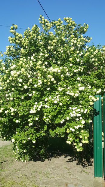 viburnum opulus(calin) - Gradina si terasa PrimaLuce_8-Hello 2021