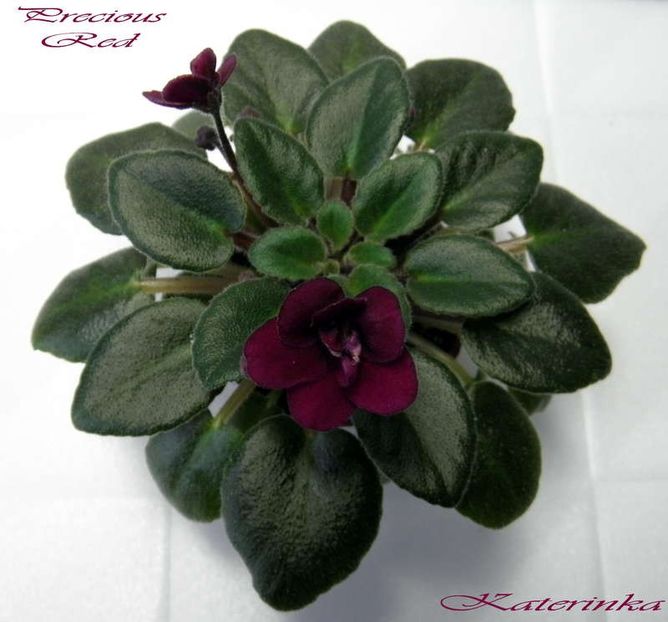 Precious Red poza net - Precious Red