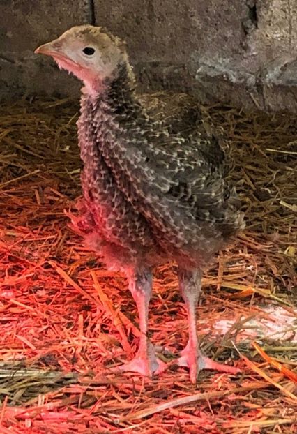  - Aripă roșie germană 2021