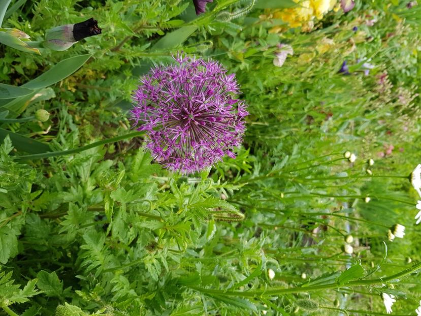 - Allium 2020 21 22