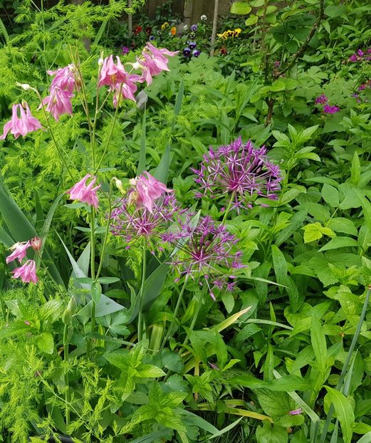  - Allium 2020 21 22
