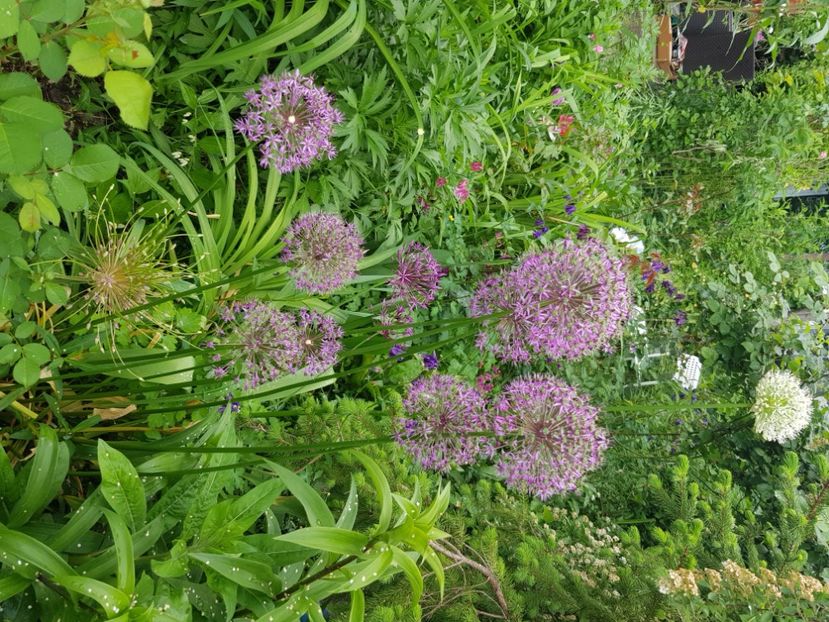  - Allium 2020 21 22