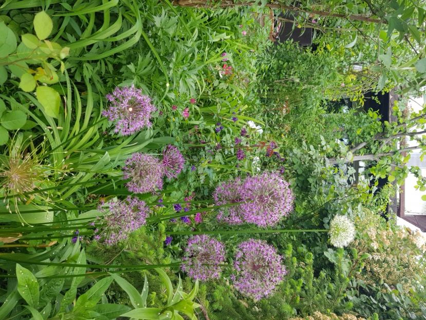  - Allium 2020 21 22
