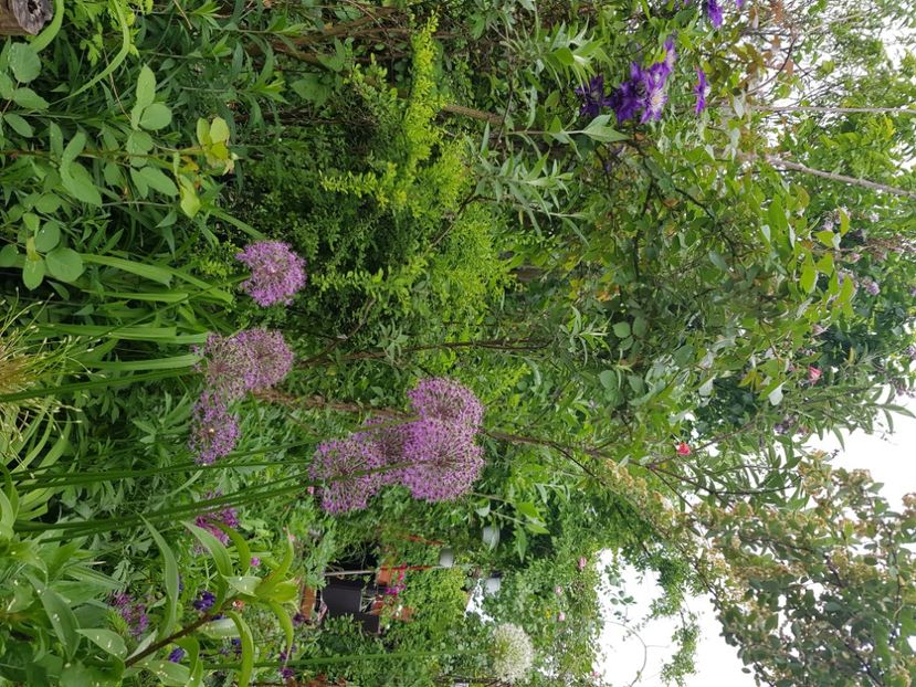  - Allium 2020 21 22
