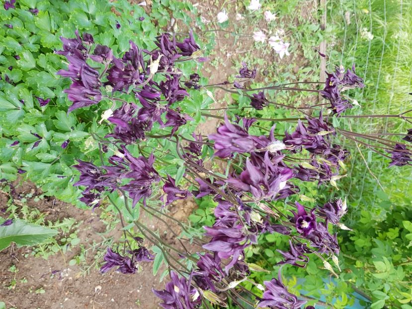  - Caldaruse 2020-2023