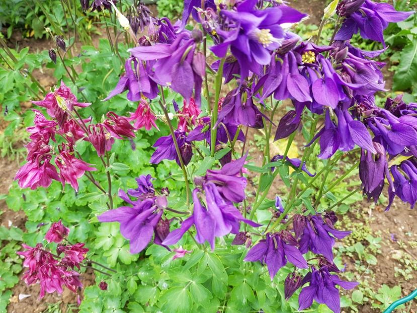  - Caldaruse 2020-2023