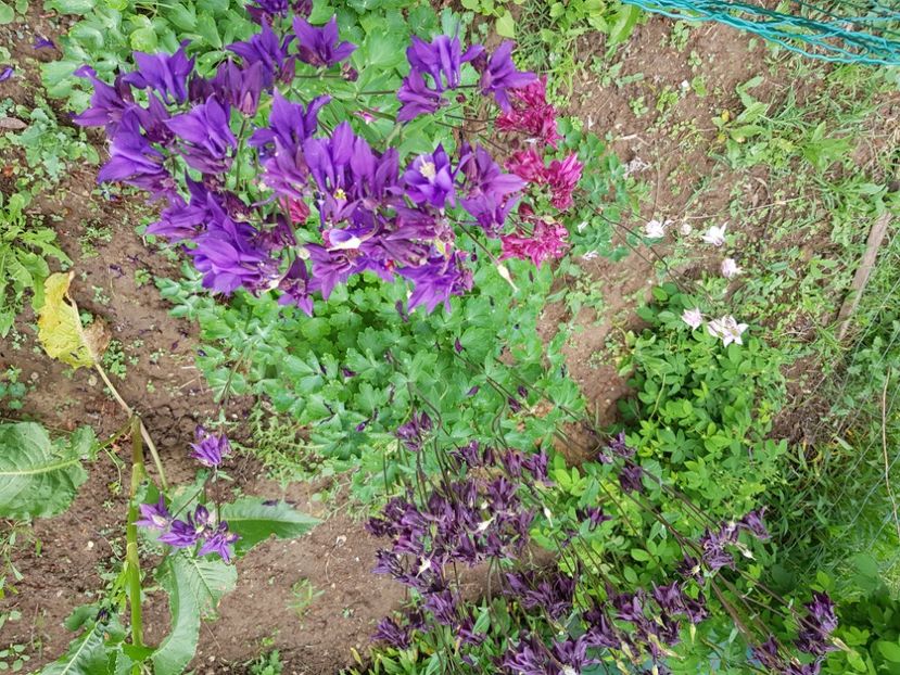  - Caldaruse 2020-2023