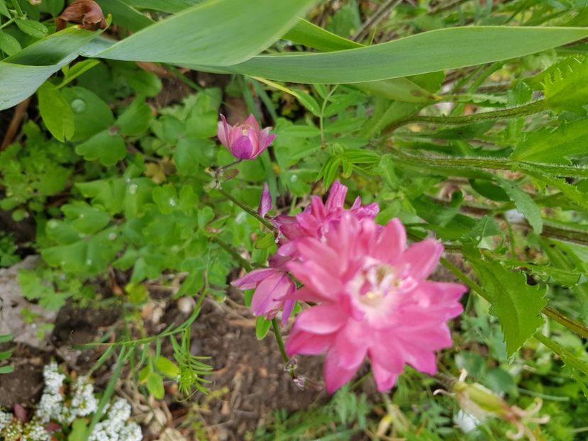 20210513_103934(0) - Caldaruse 2020-2023