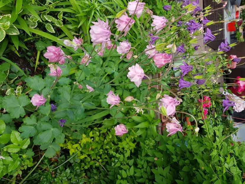  - Caldaruse 2020-2023