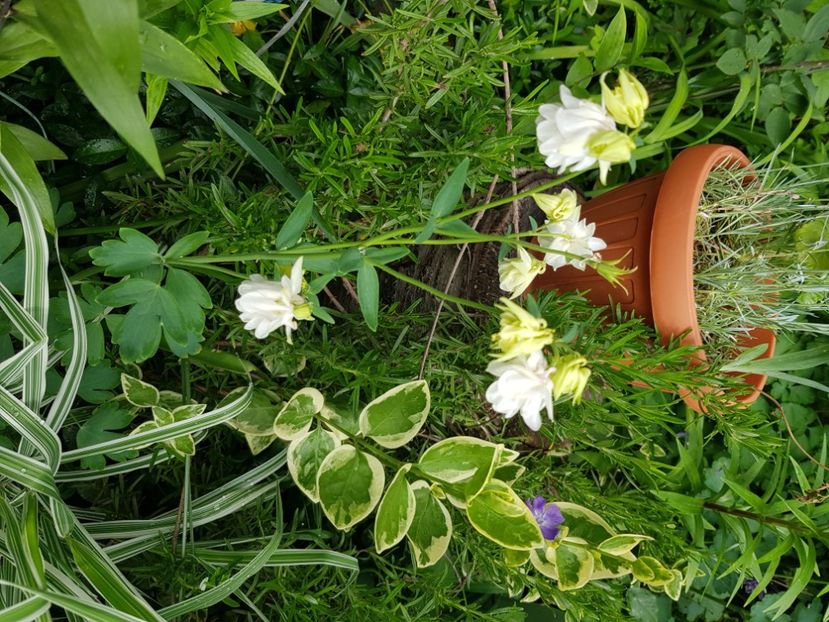  - Caldaruse 2020-2023