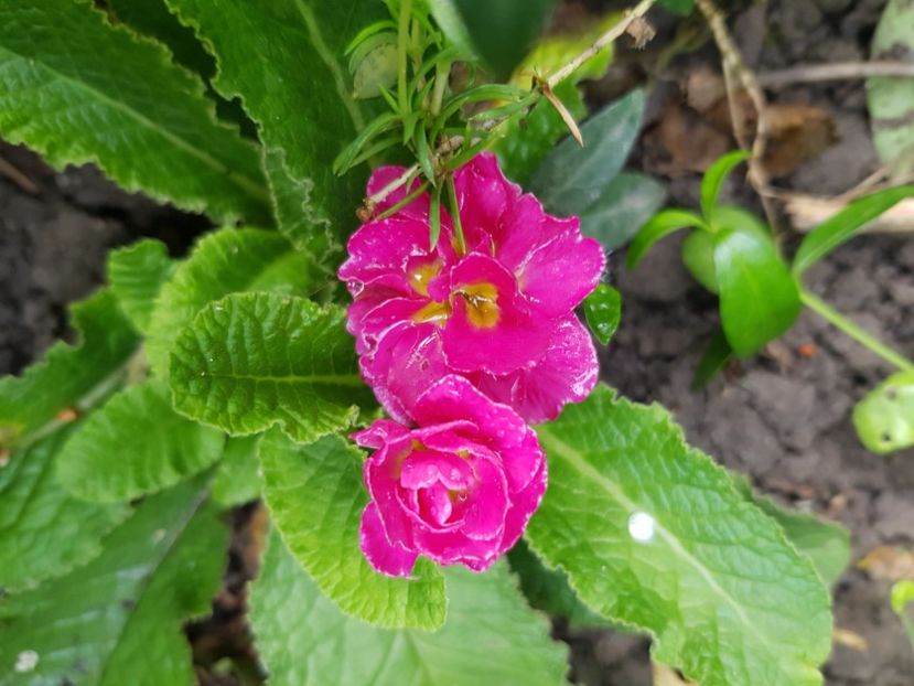  - Primule 21 22 23 24